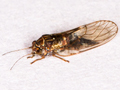 Cacopsylla rhamnicola
